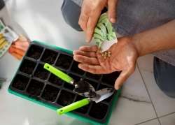 A Parent planting seeds, each seed in its portion to teach one-to-one correspondence